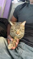 Lost Male Cat last seen 18th street, Philadelphia, PA 19121