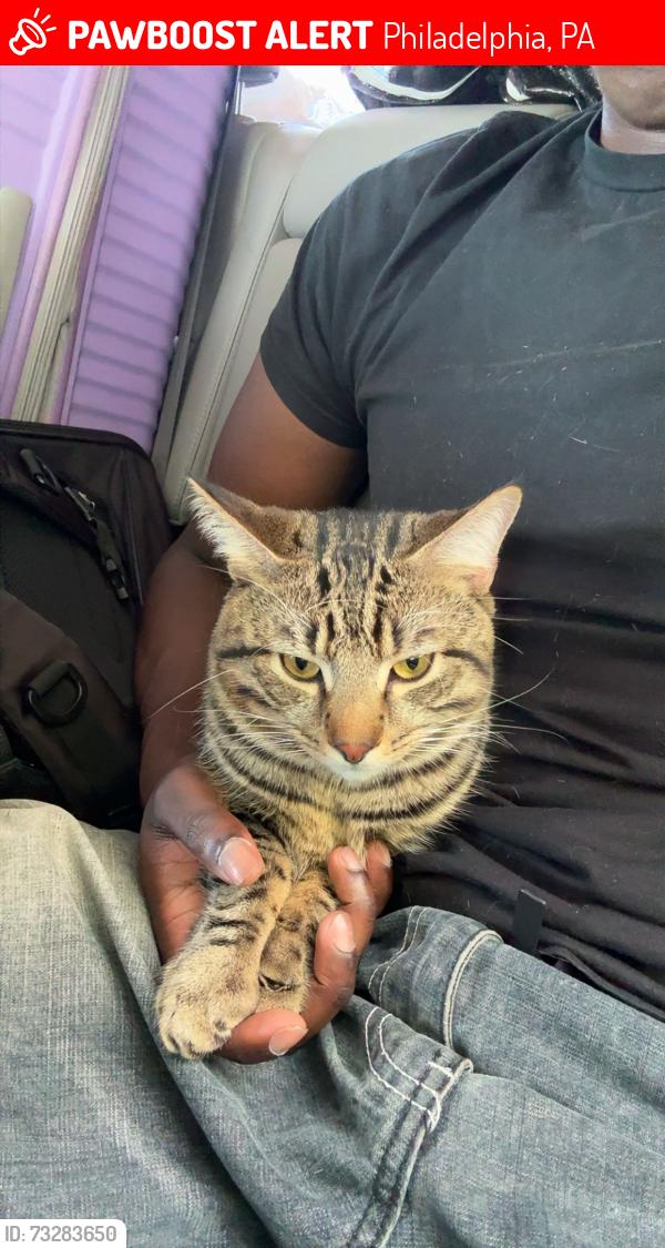 Lost Male Cat last seen 18th street, Philadelphia, PA 19121