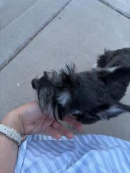 Found/Stray Male Dog last seen Tuscan hills Ln, Las Cruces, NM 88011