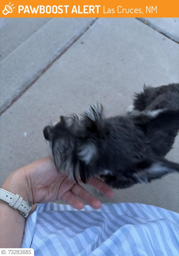 Found/Stray Male Dog last seen Tuscan hills Ln, Las Cruces, NM 88011
