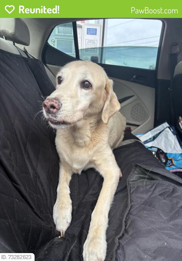 Reunited Male Dog last seen Taylor road and Tomoka, Samsula-Spruce Creek, FL 32128