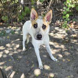 Found/Stray Female Dog last seen Near W 47th St, Long Beach, CA 90805, Long Beach, CA 90805