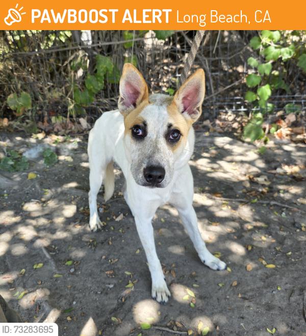 Found/Stray Female Dog last seen Near W 47th St, Long Beach, CA 90805, Long Beach, CA 90805