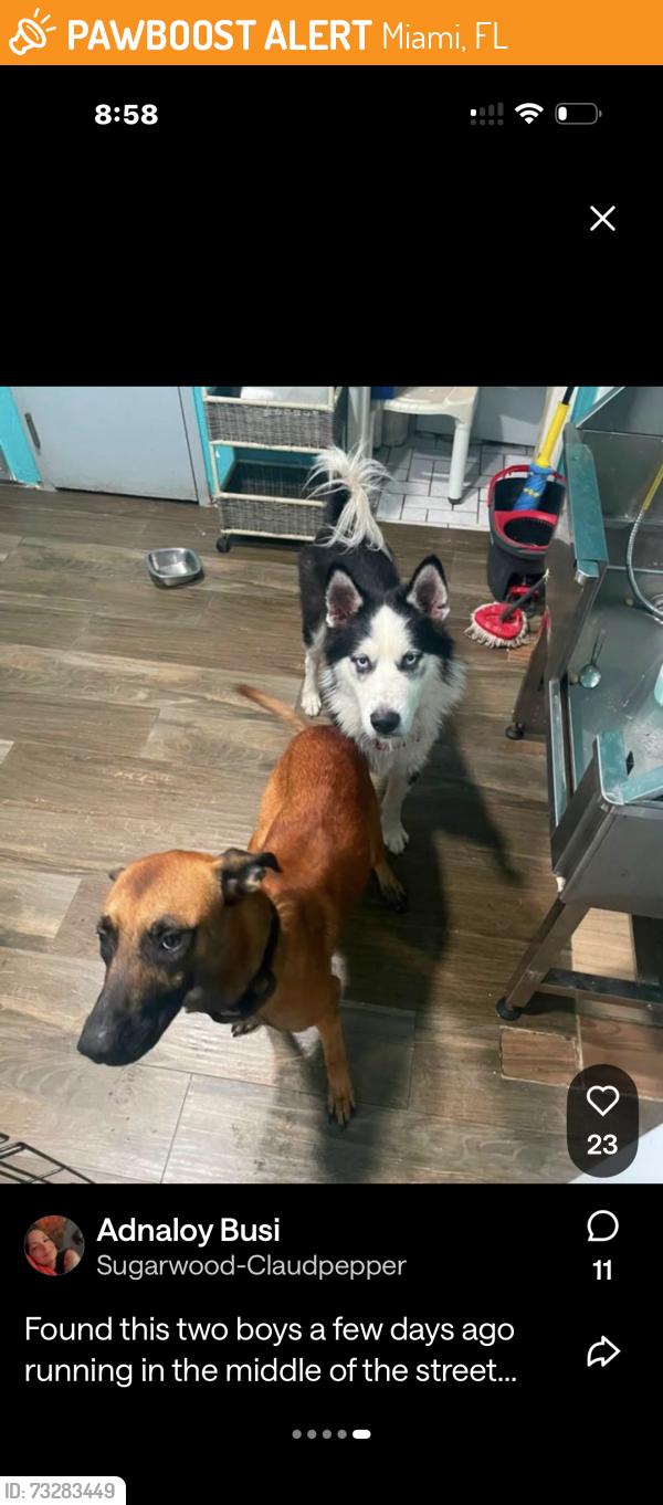 Found/Stray Male Dog last seen 67th Ave and 29th Street, Miami, FL 33133