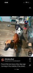 Found/Stray Male Dog last seen 67th Ave and 29th Street, Miami, FL 33133