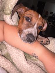 Lost Male Dog last seen Sunny field dairy brook, Houston, TX 77099
