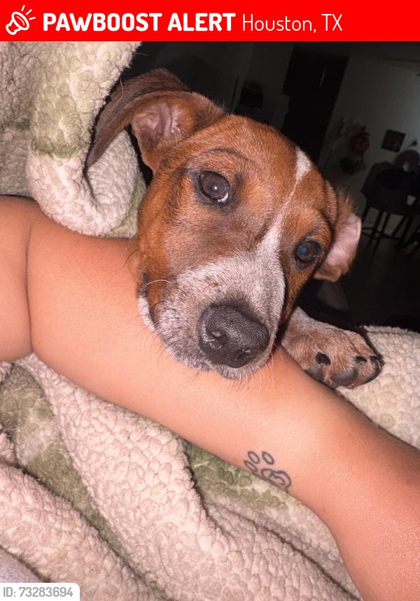 Lost Male Dog last seen Sunny field dairy brook, Houston, TX 77099