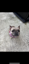 Lost Female Dog last seen beechwood dr, Cranston, RI 02921