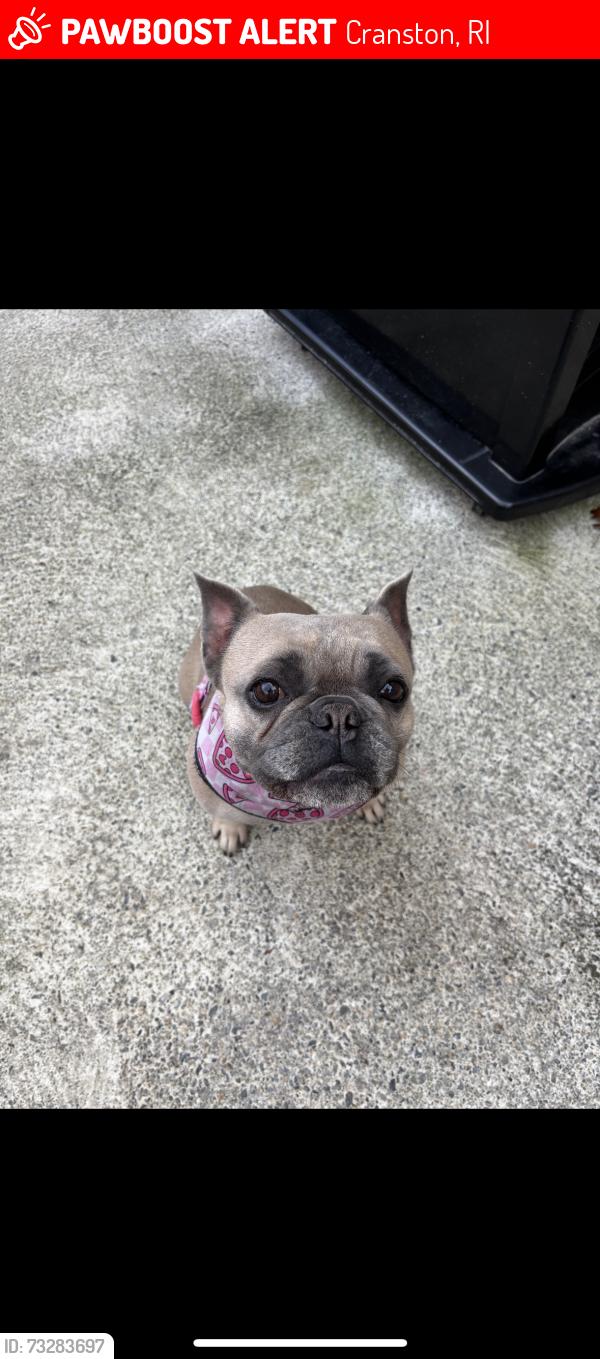 Lost Female Dog last seen beechwood dr, Cranston, RI 02921
