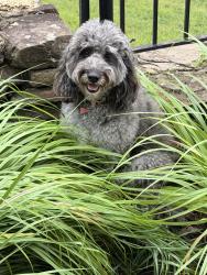 Lost Female Dog last seen Hwy 501 and Rt 846, Lynchburg, VA 24503