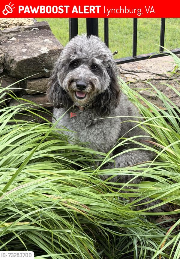 Lost Female Dog last seen Hwy 501 and Rt 846, Lynchburg, VA 24503