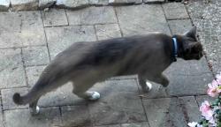 Found/Stray Unknown Cat last seen 123rd Ave SE & SE 62nd Street, Newport Hills, Bellevue, WA 98006