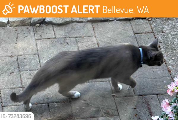 Found/Stray Unknown Cat last seen 123rd Ave SE & SE 62nd Street, Newport Hills, Bellevue, WA 98006