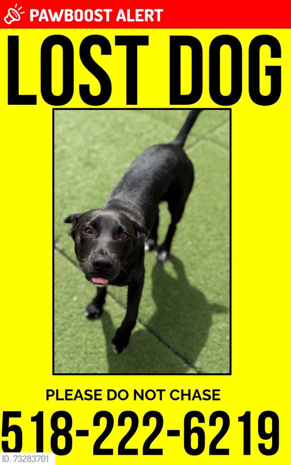 Lost Male Dog last seen Wilsey and Squashville Rd, Greenfield Center, NY 12833
