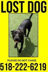 Lost Male Dog last seen Wilsey and Squashville Rd, Greenfield Center, NY 12833