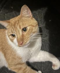 Found/Stray Male Cat last seen Apple Glen and Orchard Park, Harrisburg, NC 28075