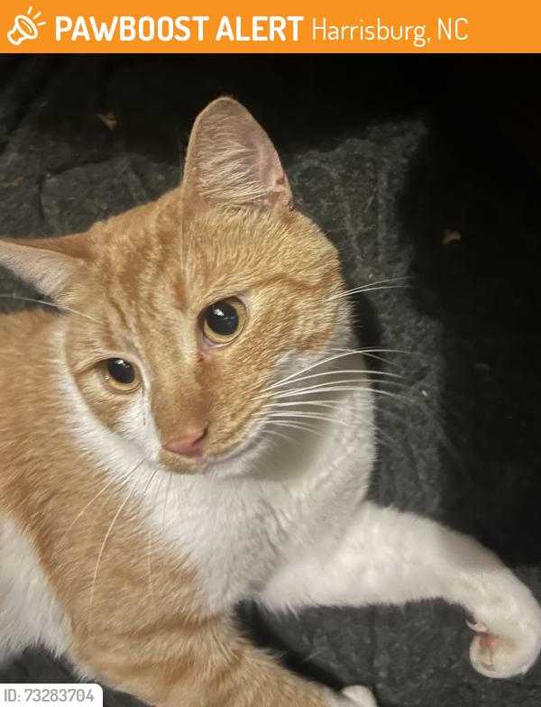 Found/Stray Male Cat last seen Apple Glen and Orchard Park, Harrisburg, NC 28075