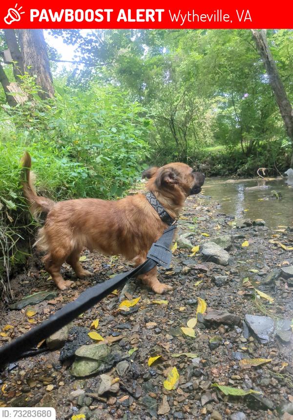 Lost Female Dog last seen Fiddlers and Peking Restaurants, Wytheville, VA 24382