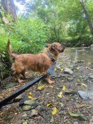 Lost Female Dog last seen Fiddlers and Peking Restaurants, Wytheville, VA 24382