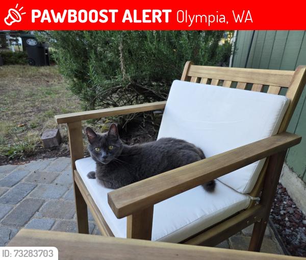 Lost Female Cat last seen Home depot, Olympia, WA 98516