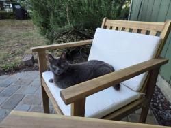 Lost Female Cat last seen Home depot, Olympia, WA 98516