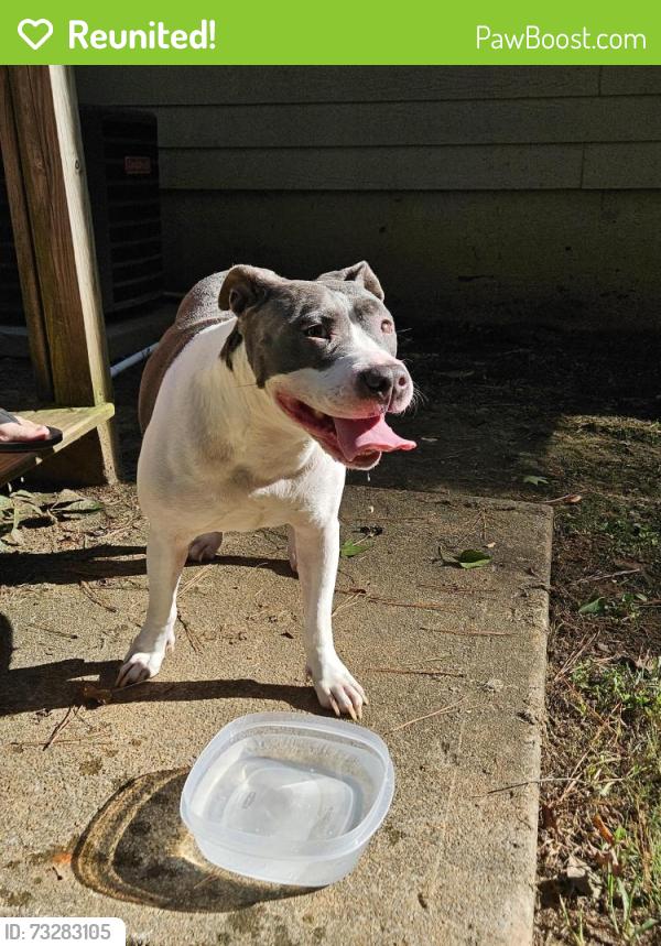 Reunited Female Dog last seen Baker Rd in Acworth, Acworth, GA 30101