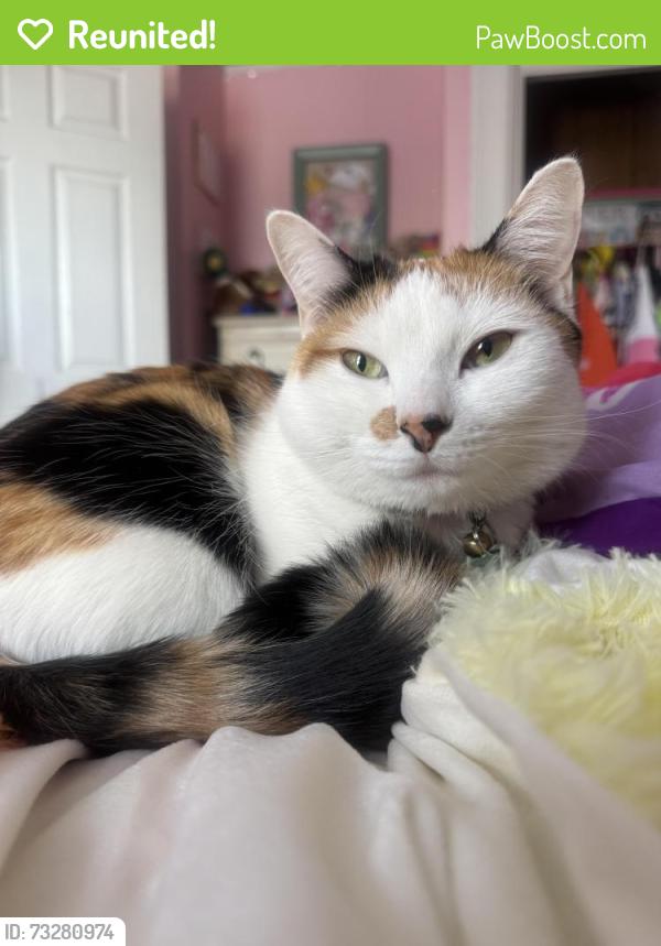 Reunited Female Cat last seen Hayward street, Manchester, NH 03103