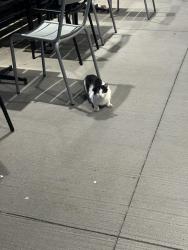 Found/Stray Unknown Cat last seen At Raising Canes, Tyler, TX 75702