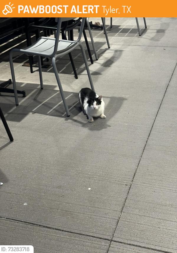 Found/Stray Unknown Cat last seen At Raising Canes, Tyler, TX 75702