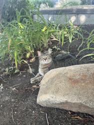 Lost Female Cat last seen Cypress Drive, Buchanan Road, Coldstream, BC V1B 3B8