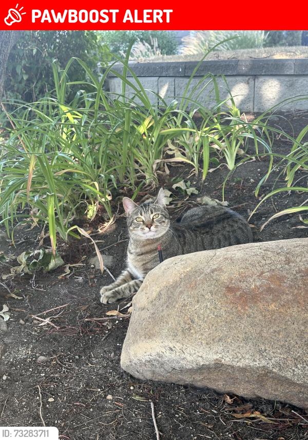 Lost Female Cat last seen Cypress Drive, Buchanan Road, Coldstream, BC V1B 3B8