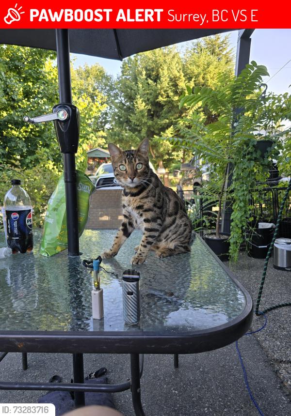 Lost Male Cat last seen Near 70a, Surrey, BC V3S 2E2