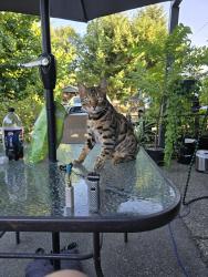 Lost Male Cat last seen Near 70a, Surrey, BC V3S 2E2