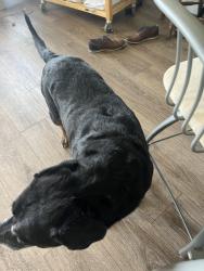 Lost Female Dog last seen Sw 52nd street, Ocala, FL 34474