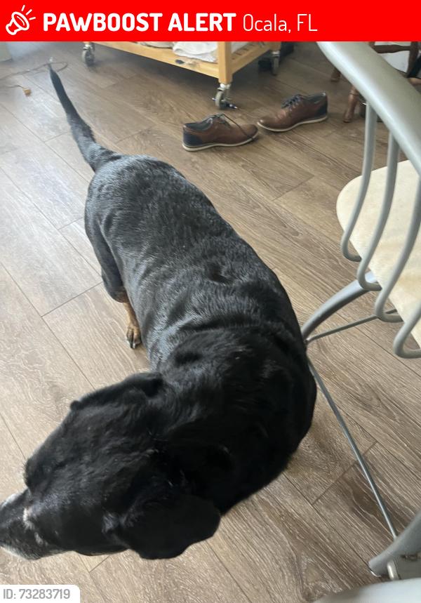 Lost Female Dog last seen Sw 52nd street, Ocala, FL 34474