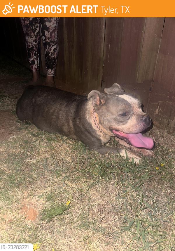 Found/Stray Female Dog last seen Littlefield dr, Tyler, TX 75708