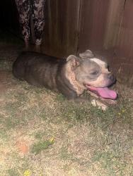 Found/Stray Female Dog last seen Littlefield dr, Tyler, TX 75708