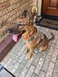 Reunited Female Dog last seen Near blk Kiowa River, Houston, TX 77429