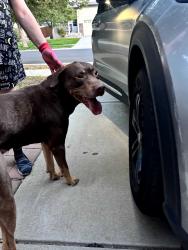 Found/Stray Male Dog last seen 100th and blackhawk, Commerce City, CO 80022