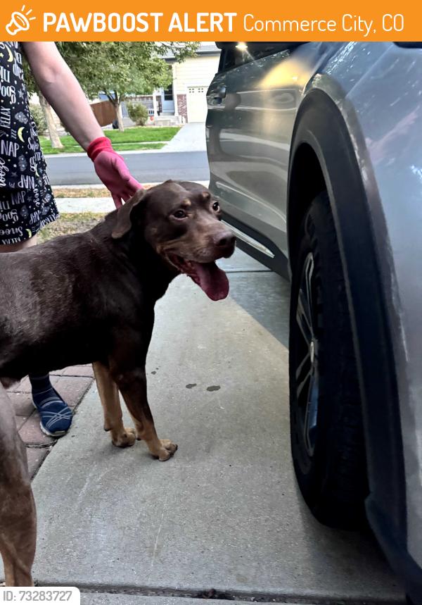 Found/Stray Male Dog last seen 100th and blackhawk, Commerce City, CO 80022