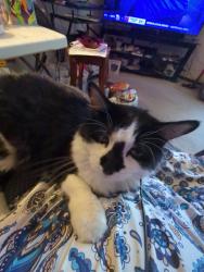 Lost Male Cat last seen Colorado and Geddes, Centennial, CO 80122
