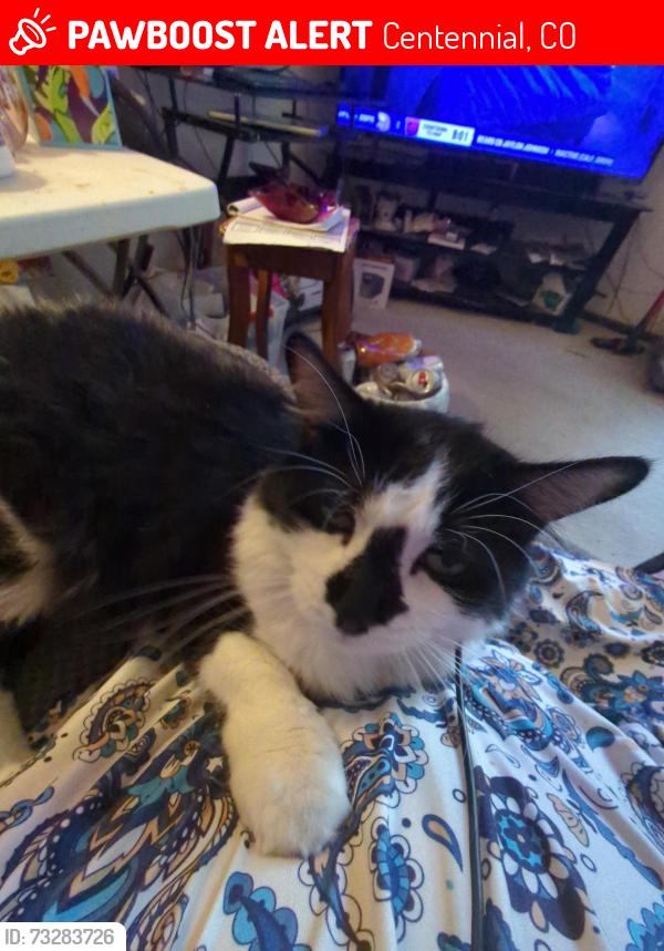 Lost Male Cat last seen Colorado and Geddes, Centennial, CO 80122