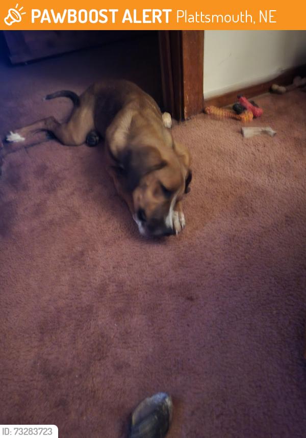 Found/Stray Female Dog last seen Rakes Creek Wildlife Management, Plattsmouth NE, Plattsmouth, NE 68048