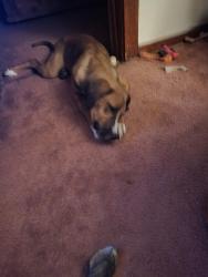 Found/Stray Female Dog last seen Rakes Creek Wildlife Management, Plattsmouth NE, Plattsmouth, NE 68048