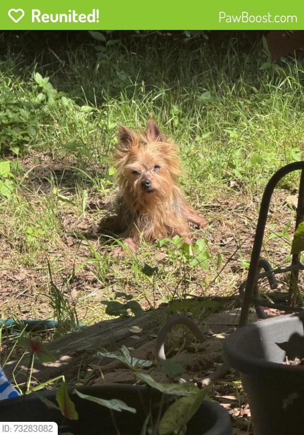 Reunited Male Dog last seen Bright Star and Lone Oak, Arlington, TX 76017