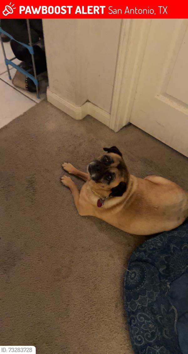 Lost Female Dog last seen Brinson ct converse tx, San Antonio, TX 78109