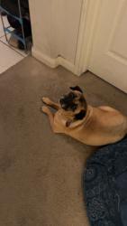 Lost Female Dog last seen Brinson ct converse tx, San Antonio, TX 78109
