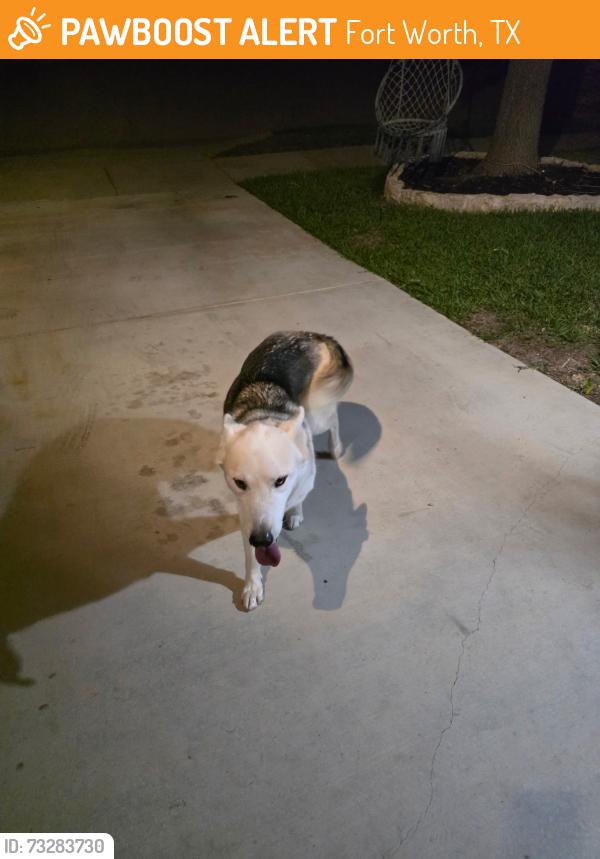 Found/Stray Female Dog last seen Near wild pear lane, Fort Worth, TX 76244