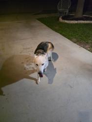 Found/Stray Female Dog last seen Near wild pear lane, Fort Worth, TX 76244