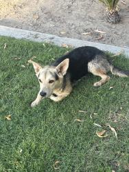 Found/Stray Female Dog last seen South and brawley ave, Fresno County, CA 93706